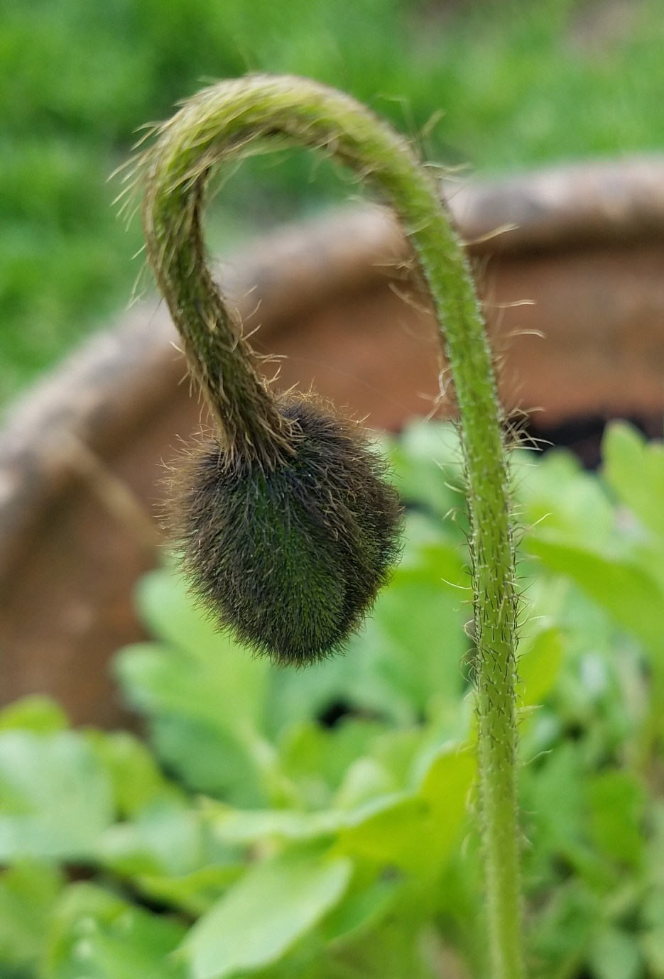 Poppy Budding