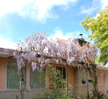 Wisteria in bloom